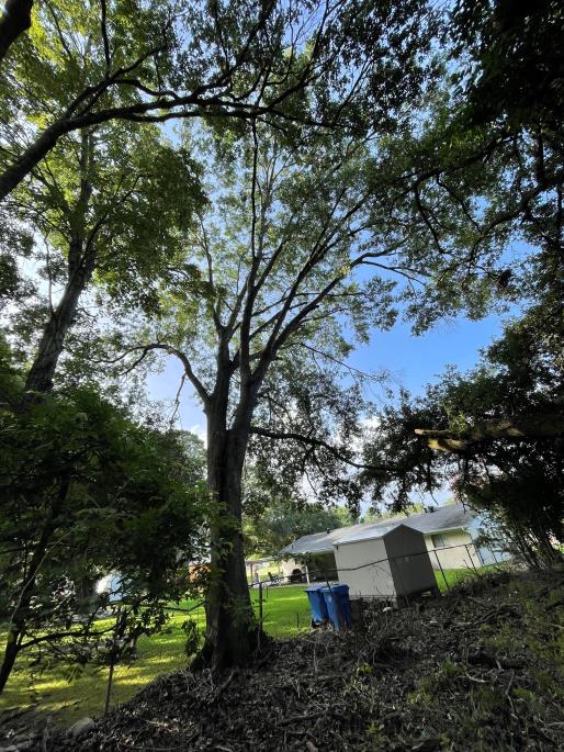 Tree service project by Sideline Solutions
