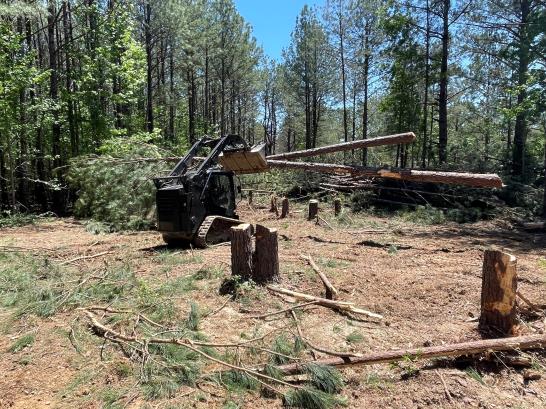 Caterpillar skid steer on tree clearing job