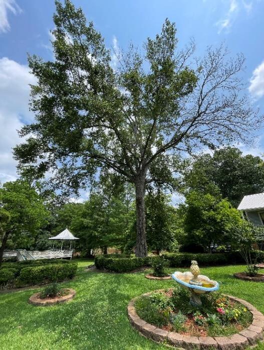 Hazardous water oak before removal