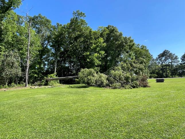 Tree removal and clearing project