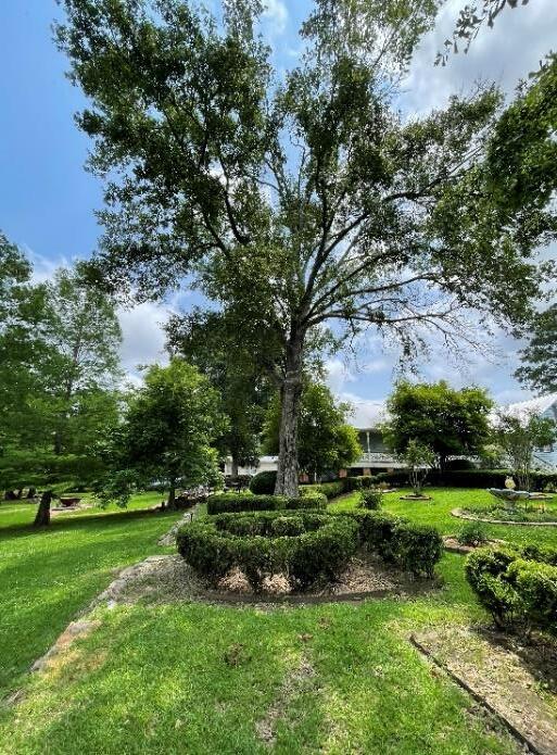 Water oak removal - photo 2