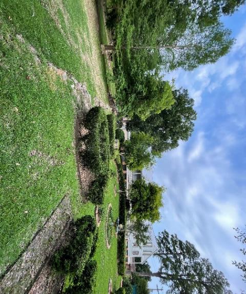 Water oak removal - photo 3