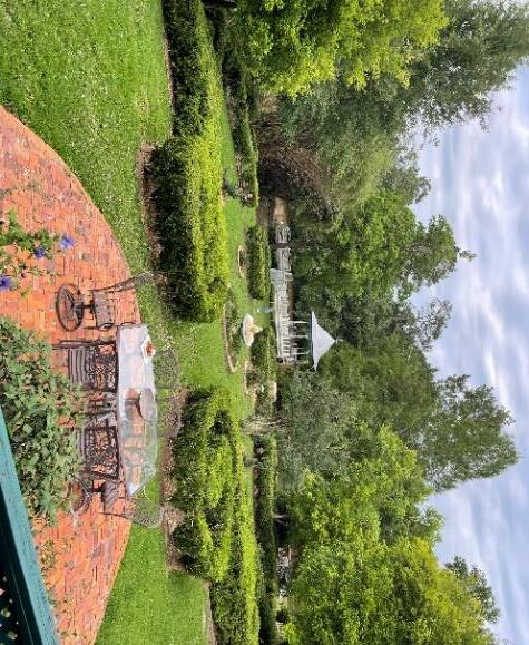 Water oak removal - photo 4