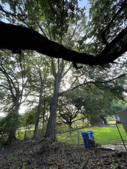 Tree work project - photo 1