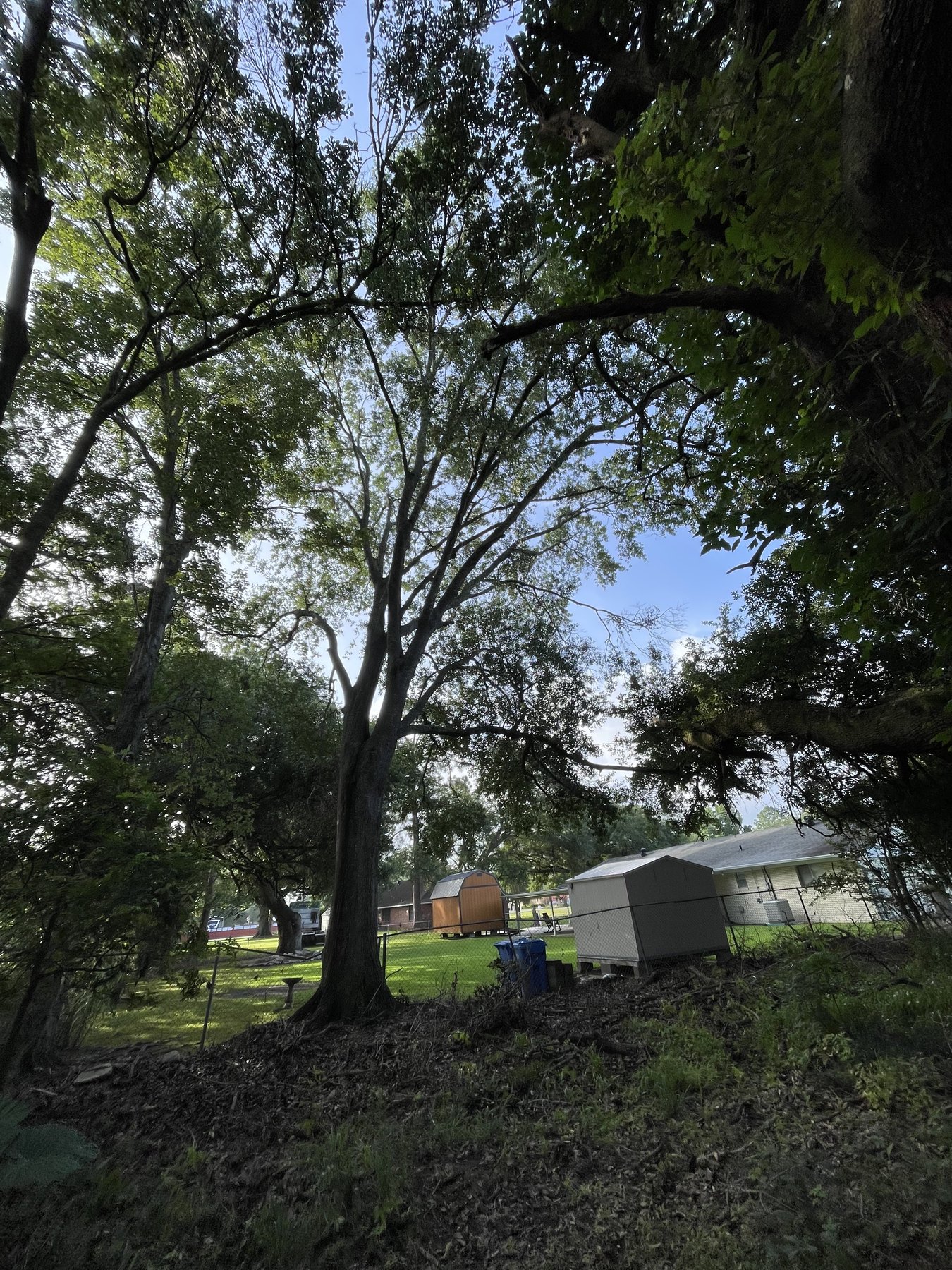 Tree removal 7 - project photo