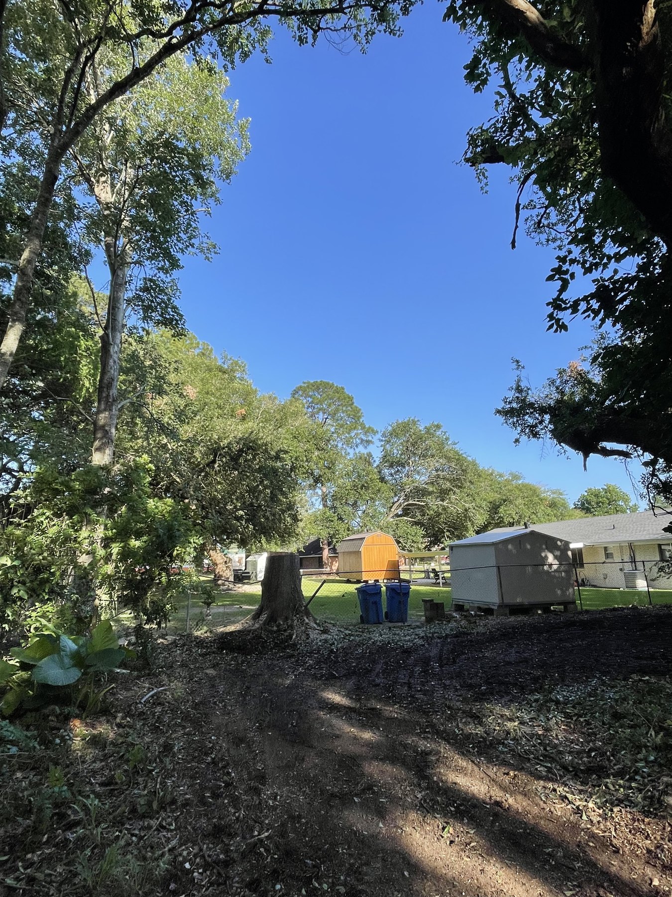 Tree removal 8 - project photo