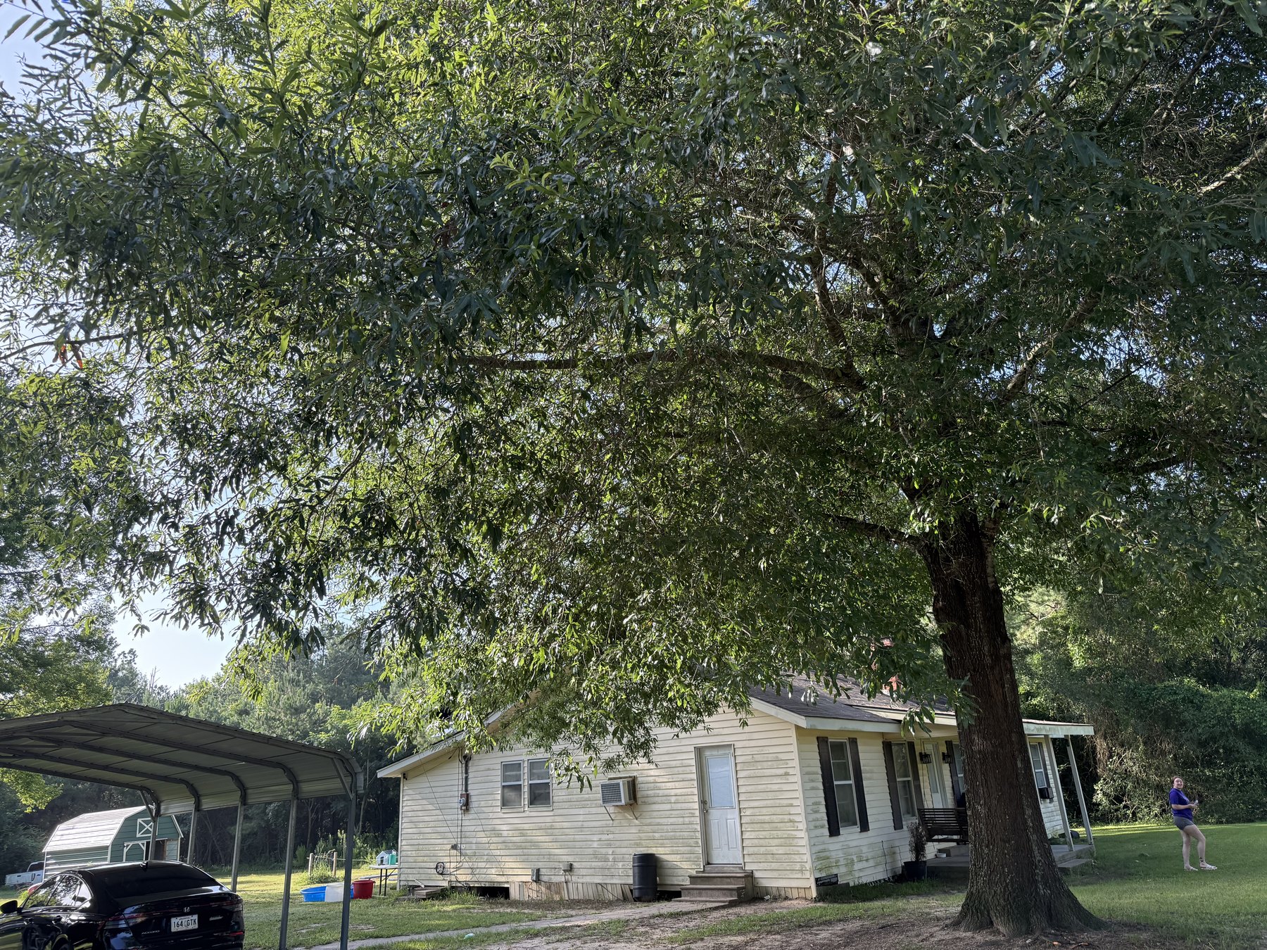 Tree trimming 1 - project photo