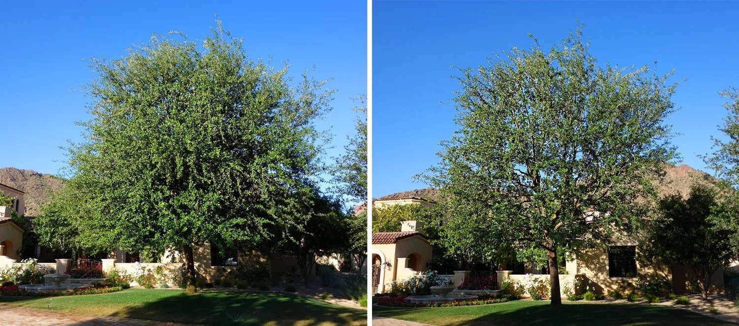 Before-and-after example of tree pruning