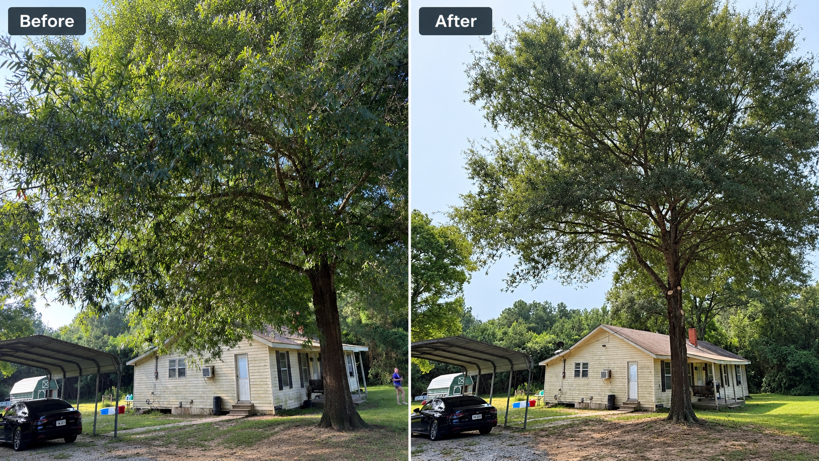 Before-and-after example of tree trimming